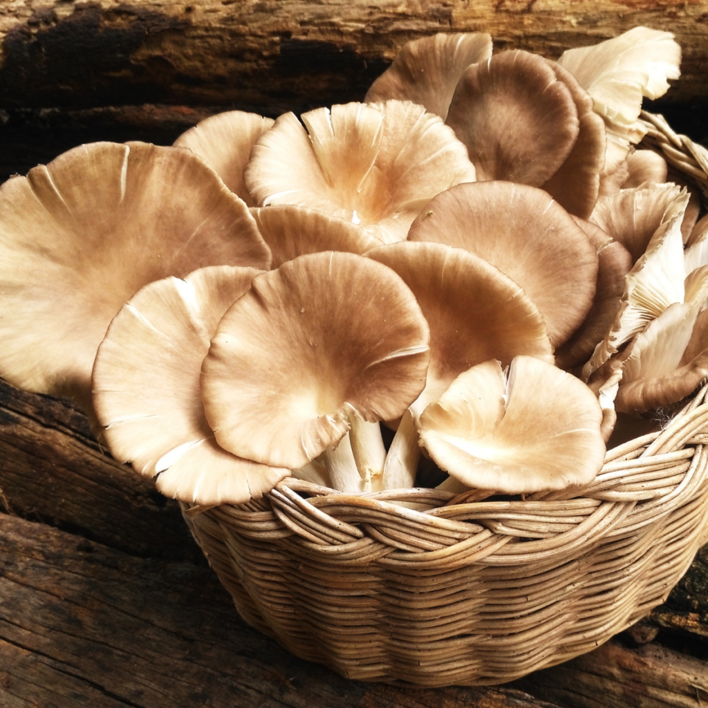 Oyster Mushrooms