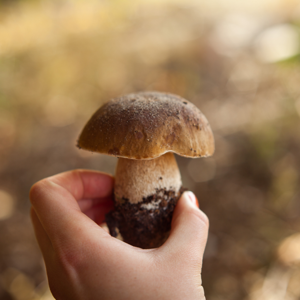 Porcini mushroom